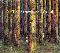 Nits: Strawberry wood, Coverabbildung
