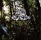 Dead Meadow: Old growth, Coverabbildung