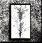 Ivy Garden of the Desert: I ate of the plant, and it was good!, Coverabbildung